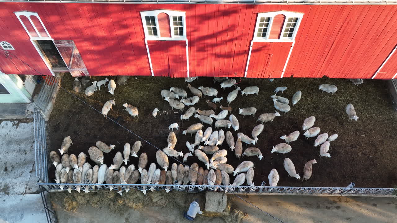 аэрофотосъемка сверху вниз отары овец в загоне