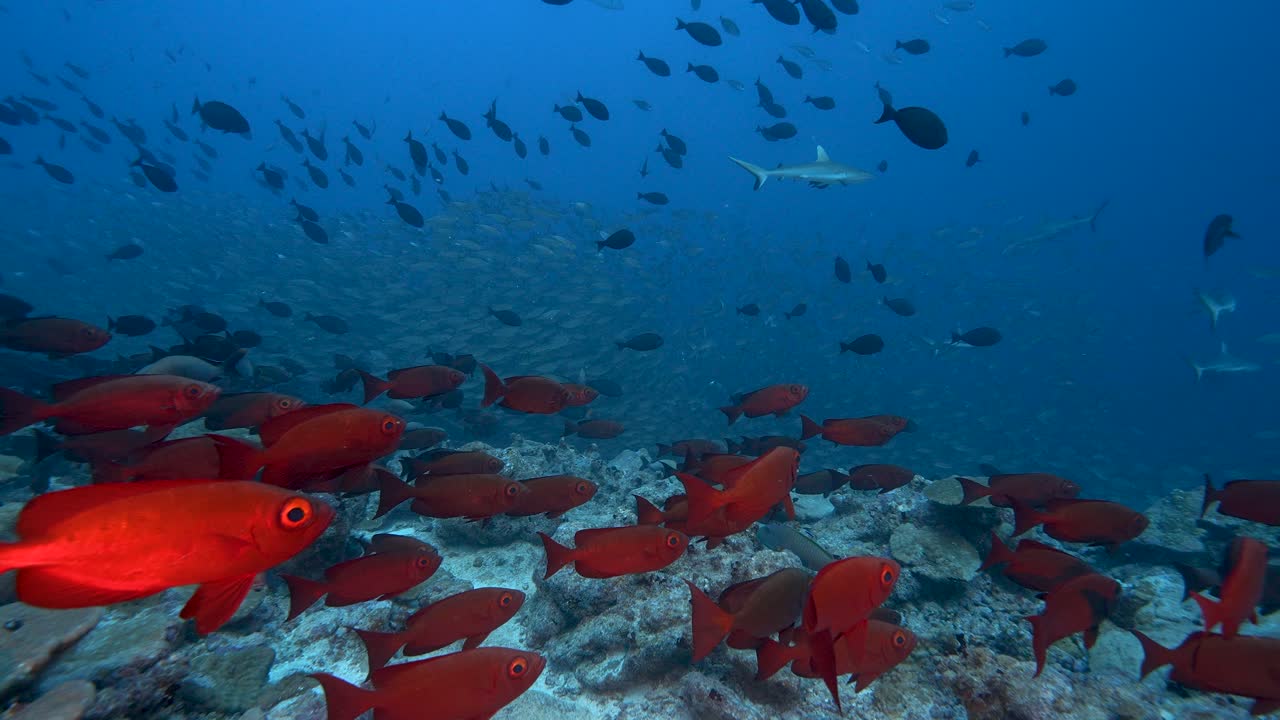 Hunting grey reef sharks in a school of jacks, goggle eye fish and snappers at the tropical coral reef of the atoll of Fakarava, French Polynesia - slow motion shot