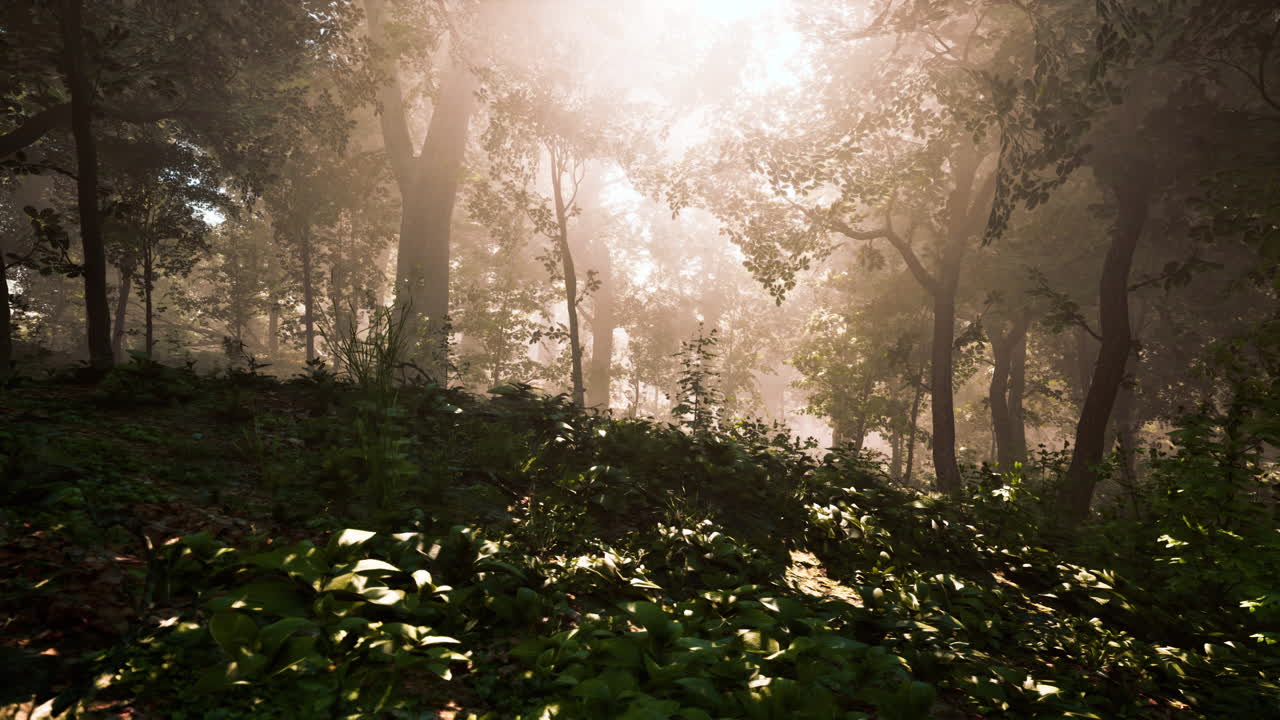황금색  ⁇ 빛 에 비춰진 숲 에 있는 나무 들