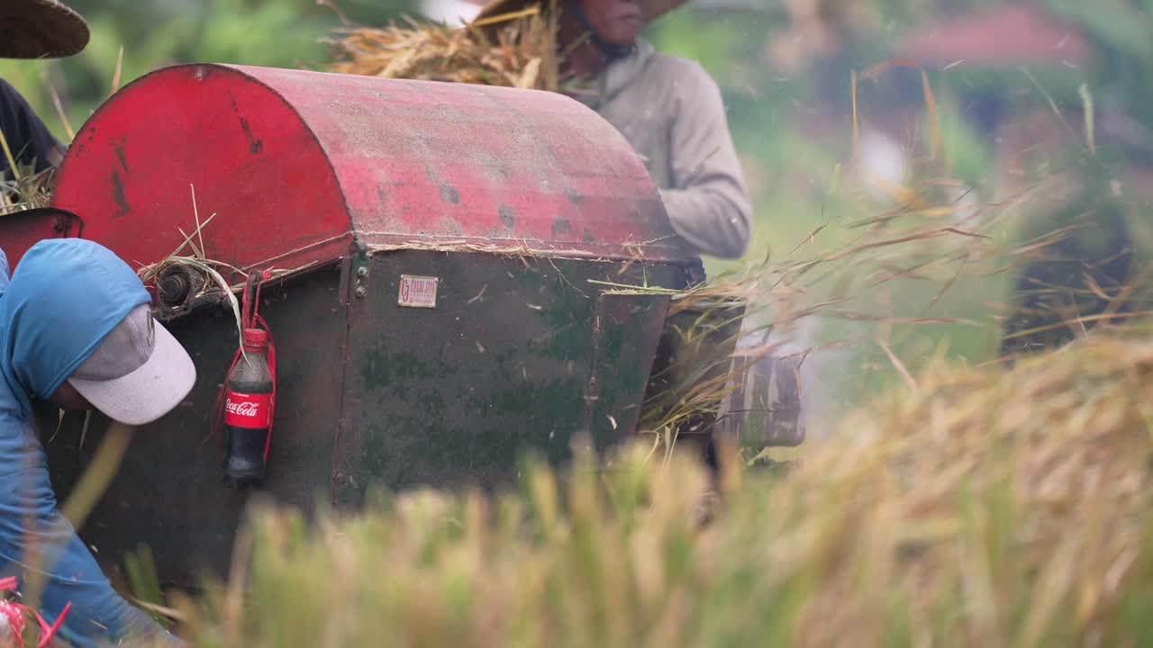 Rice harvesting machine_Balinese Rice Field Harvesting_Rice cutting_Processing