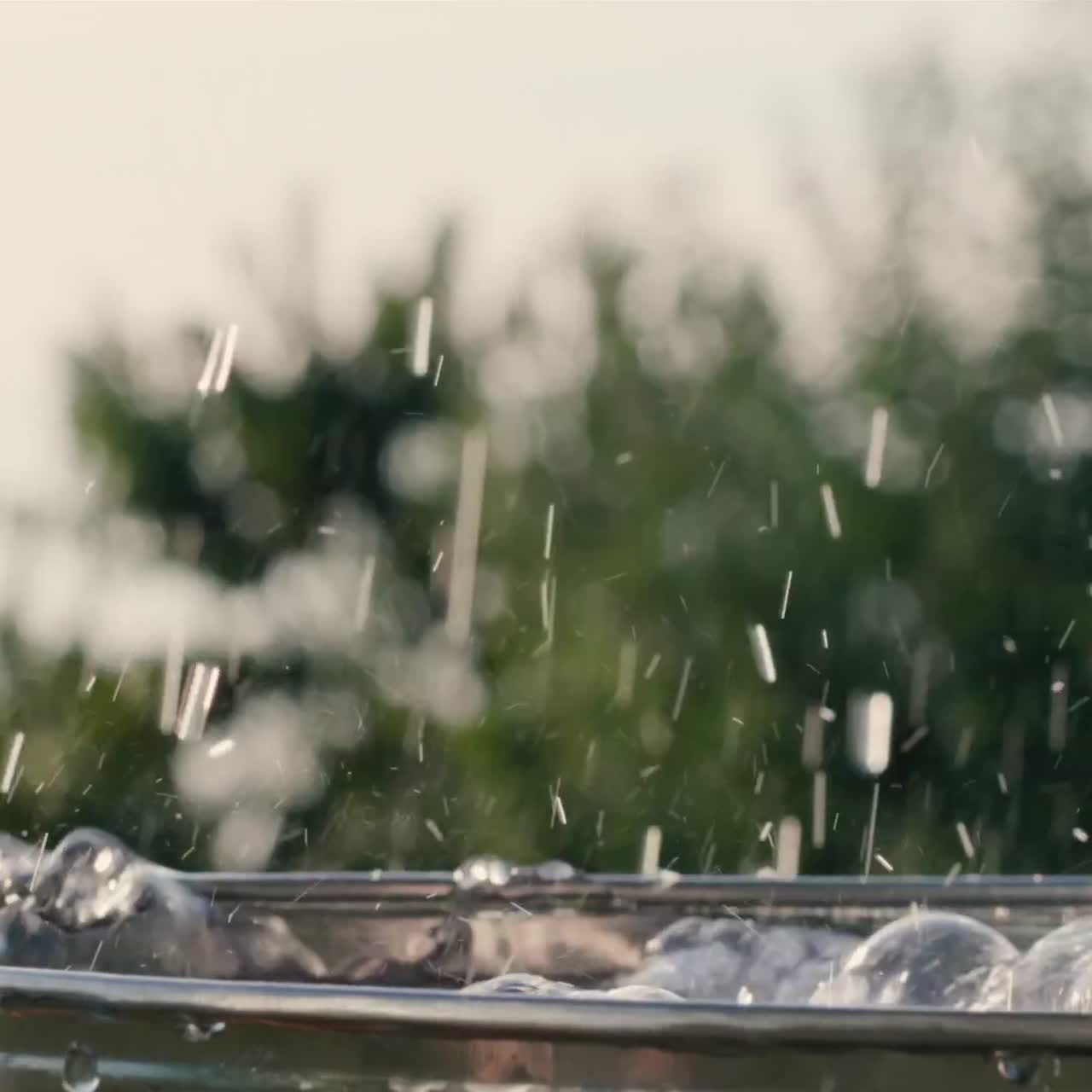 잘 익은 토마토가 물통에 빠지다 1