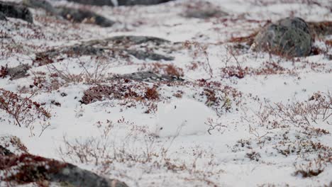 Una-Liebre-ártica-En-Busca-De-Una-Sabrosa-Vegetación-De-Tundra-Entre-La-Nieve-De-Principios-De-Invierno-Cerca-De-Churchill,-Manitoba,-Canadá