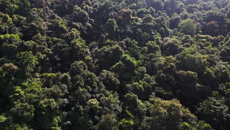 Bosque-Mixto-Verde-Denso-Selva-Primitivo-Irradiado-Por-El-Sol