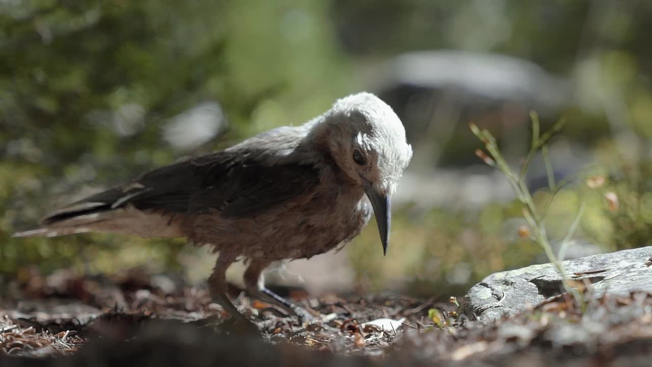 impresionante primer plano macro en cámara lenta de un pequeño pájaro parado en un pequeño camino de tierra y tratando de encontrar algunas semillas o insectos para comer en un cálido día soleado de verano en el bosque nacional utah uinta