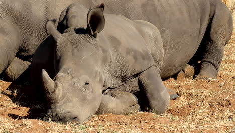closeup of cute baby white rhino calf lying down napping against its mom