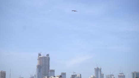 Großer-Greifvogel,-Der-Mit-Seinen-Wunderschönen-Flügeln-über-Mumbai-Fliegt