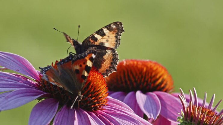 Due Farfalle Vanessa dell'Ortica si Nutrono di Echinacea Arancione alla Luce del Sole