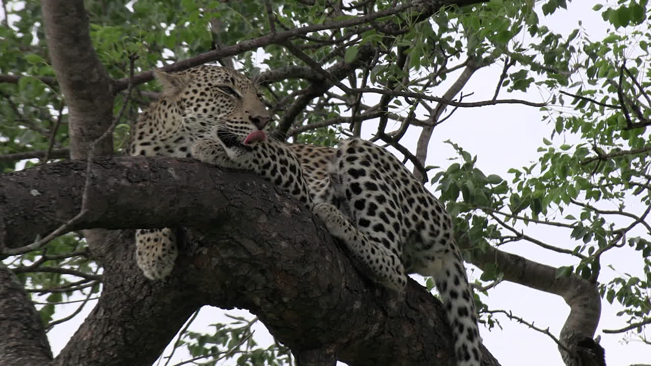 vista cercana del leopardo en un árbol frondoso despertando y bostezando, día ventoso