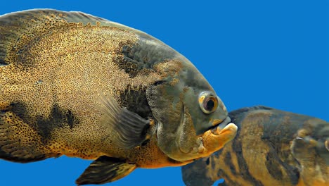 amazon tropical fish - tiger oscar, blue background, blue screen