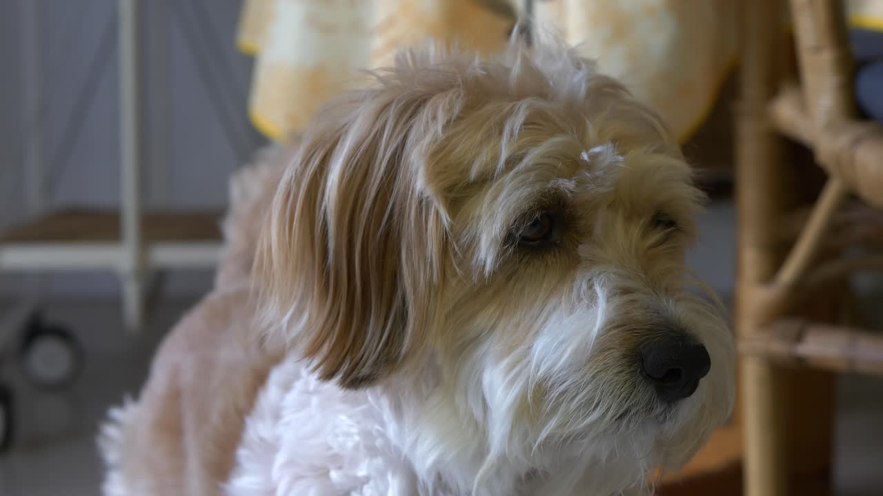 사랑스럽고 작고 젊고 친근한 목양견이 꼬리를 흔들며 편안한 집 안을 둘러봅니다.