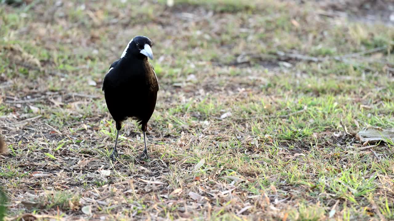 마그피는 풀 위에서 움직이고 먹이를 찾습니다.