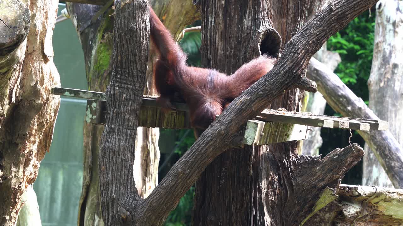 Largest arboreal mammal with distinctive red fur, orangutan looking down, searching for something at Singapore zoo, Southeast Asia, handheld motion shot