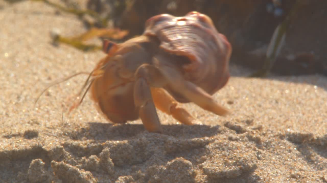 Hermit crab moving sideways along sandy beach in profile Piura Peru, close up
