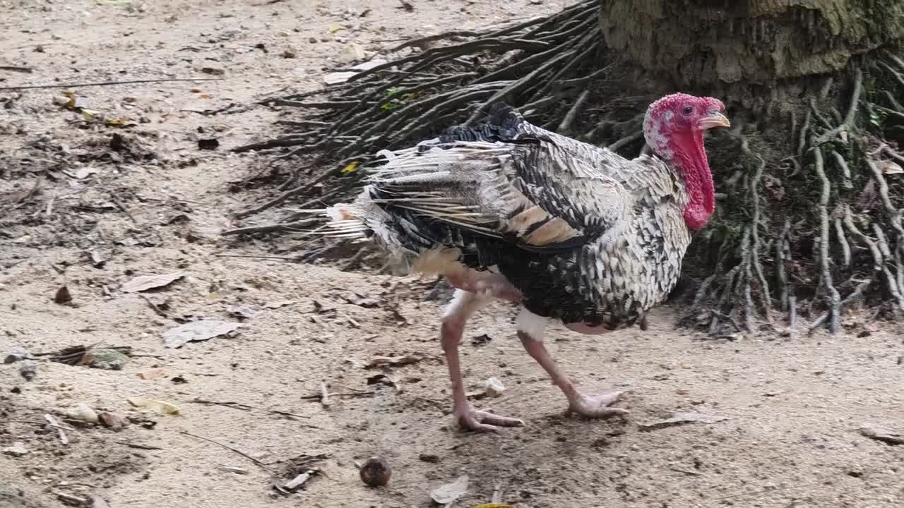 pavo en un hábitat natural
