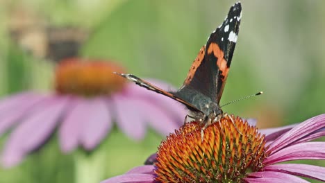 Dos-Mariposas-Almirantes-Rojas-Chupando-El-Coneflower-Púrpura-Para-El-Néctar---Cerrar