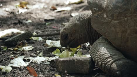 Close-up-of-lazy-healty-wild-tortoise-slowly-chewing-some-leaves-in-the-sun-in-natural-habitat-while-small-mosquitoes-fly-around