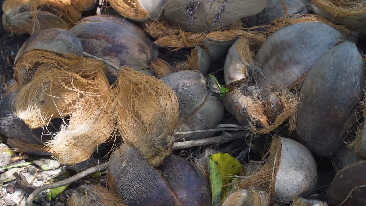 montón de cocos abiertos despojados de agua de coco saludable y carne de coco
