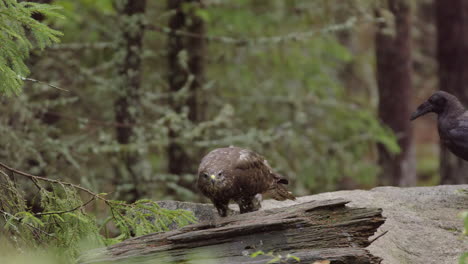 Schwarzer-Rabe-Dringt-In-Den-Mäusebussard-Ein,-Der-Sich-Im-Wald-Ernährt,-Statische-Aufnahme