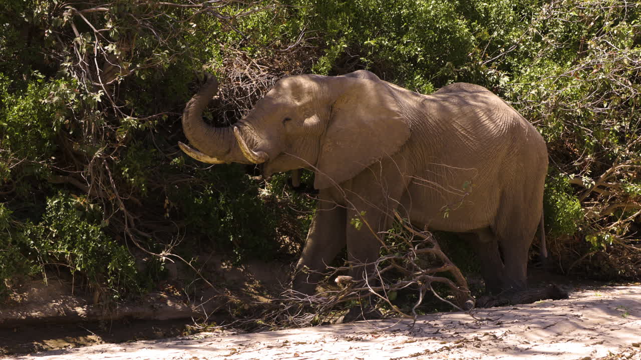 An old desert elephant bull feeds on a green bush in the Namib Desert. He carefully tears off a small twig with his trunk. A large branch lies at his feet