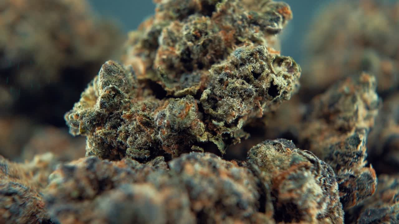 A macro cinematic detailed shot of a cannabis plant, orange hybrid strains, Indica and sativa , purple green marijuana flower, on a rotating stand, super slow motion, 120 fps, Full HD, studio lighting