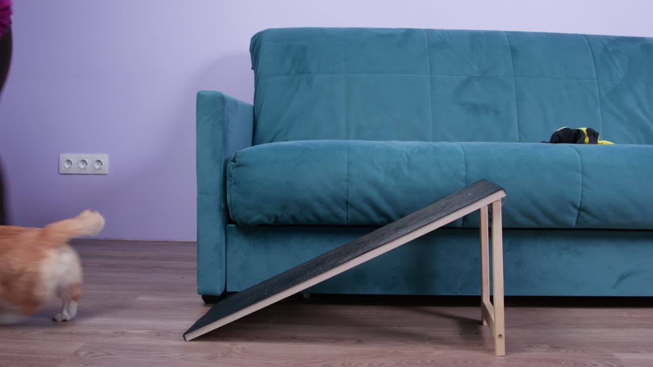 주인이 코기 개를 훈련시켜서 집에서 높은 소파에서 내려오게 합니다.