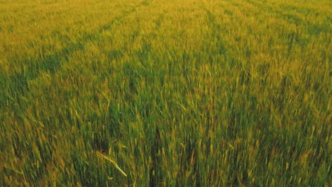 rye field from above at sunset