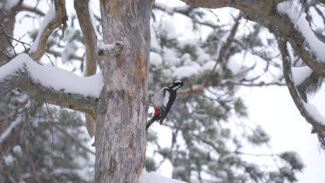 swedish middle spotted woodpecker foraging food in snowed forest tree - long medium shot