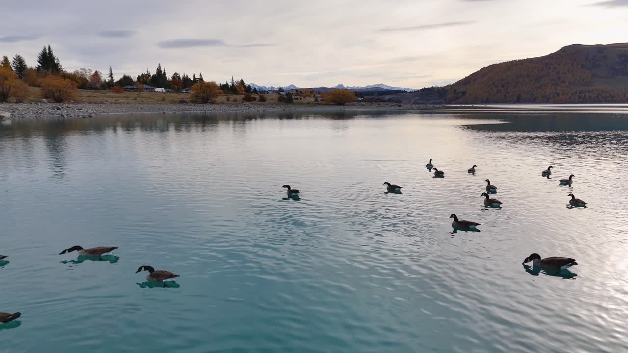 Canada geese glide across turquoise waters of Lake Tekapo under soft, diffused lighting, captured by a steady aerial drone