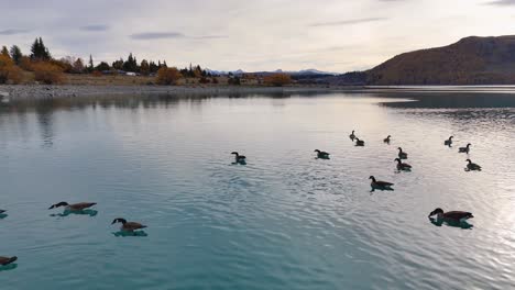 canada geese glide across turquoise waters of lake tekapo under soft, diffused lighting, captured by a steady aerial drone