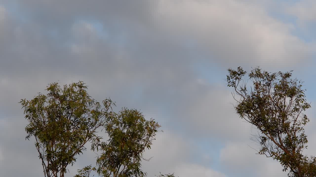 The top branches of eucalyptus trees are moved by the wind as clouds pass by in the background.