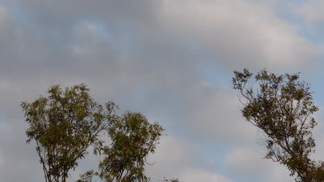 the top branches of eucalyptus trees are moved by the wind as clouds pass by in the background.