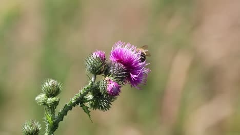 Bee on a purple thistle flower in the meadow with zoom