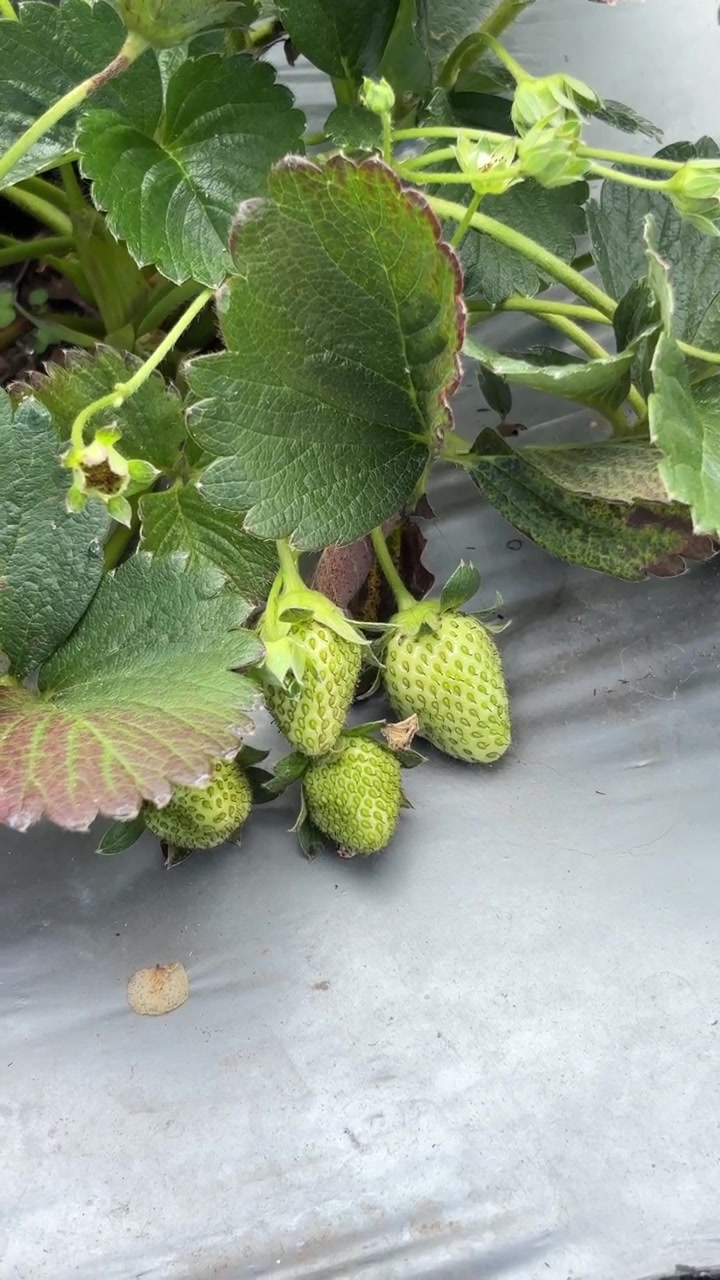 Fragole verdi acerbe che crescono su una pianta in una serra