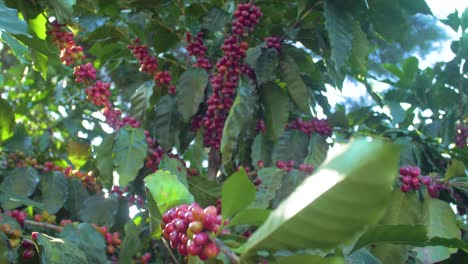 a coffee plant filled with red ripe coffee beans fruit in a windy field