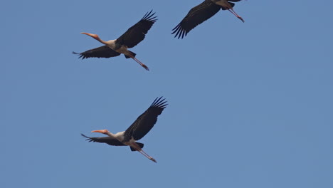 close up view of three painted storks flying against the blue sky in keoladeo bird sanctuary, slow motion shot, ecosystem, india.