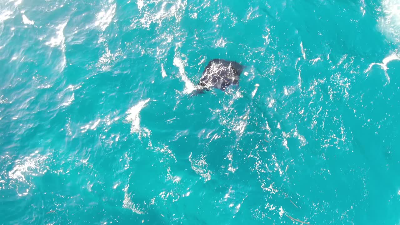 맨타 레이 (manta ray) 가 고 푸른 바다 물에서 우아하게 날아다니고 있습니다.