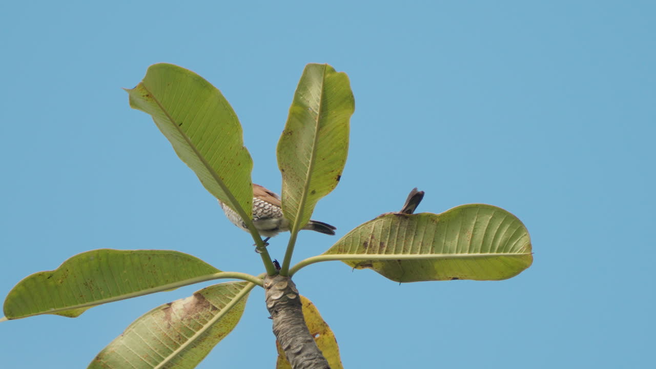Scaly-breasted Munia or Spotted munia (Lonchura punctulata) Birds perched on Top of Tropical Tree Leaves Preen Feathers Against Blue Clear Sky - close-up