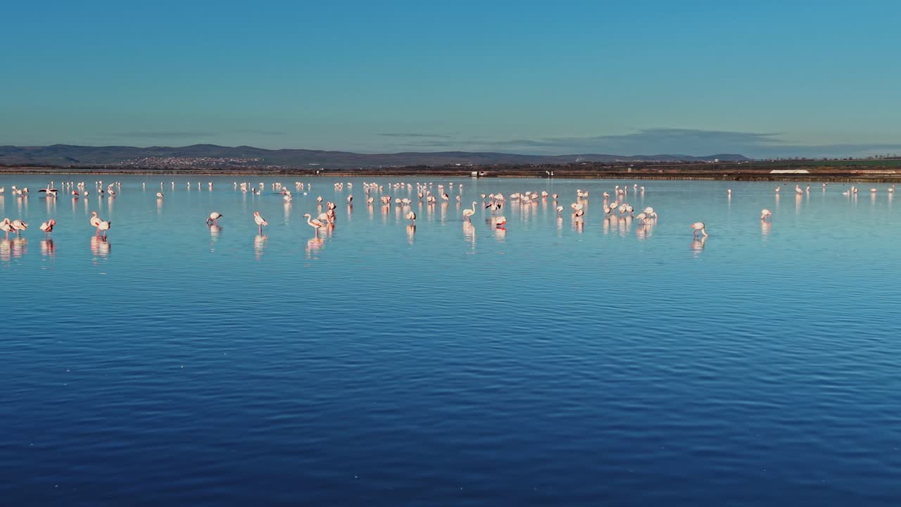 Flamingos gathered in a water body at sunset near a coastal area