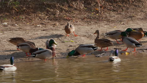 mallards feeding at the water's edge