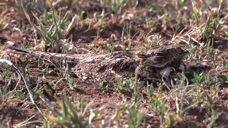 close-up of a fiery necked nightjar incubating hatchlings on the bare ground