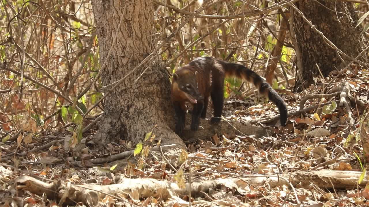 Un coati riposa all'ombra di un albero, ansimando nel caldo estivo