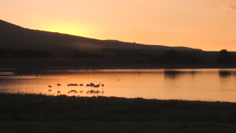flamencos en un gran lago en el país