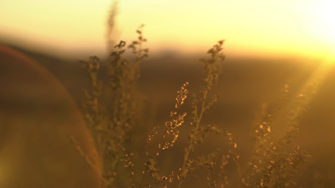 잔디 위에 황금빛 해가 지는 것