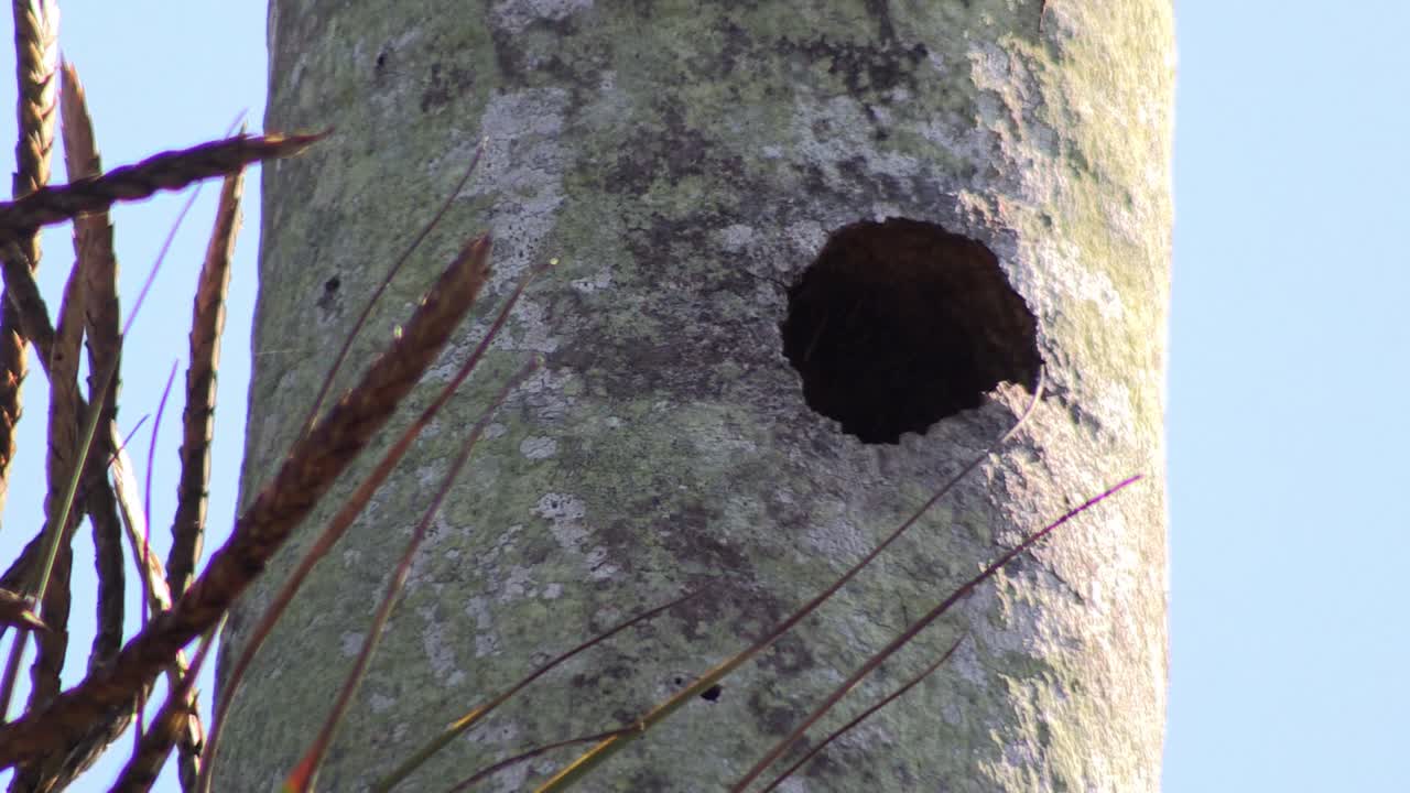 un búho pigmeo mira desde su nido en un árbol