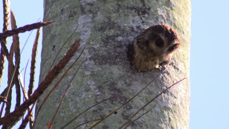 un búho pigmeo mira desde su nido en un árbol