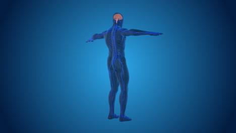 human nervous system anatomy