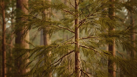 giant sequoias in redwood forest