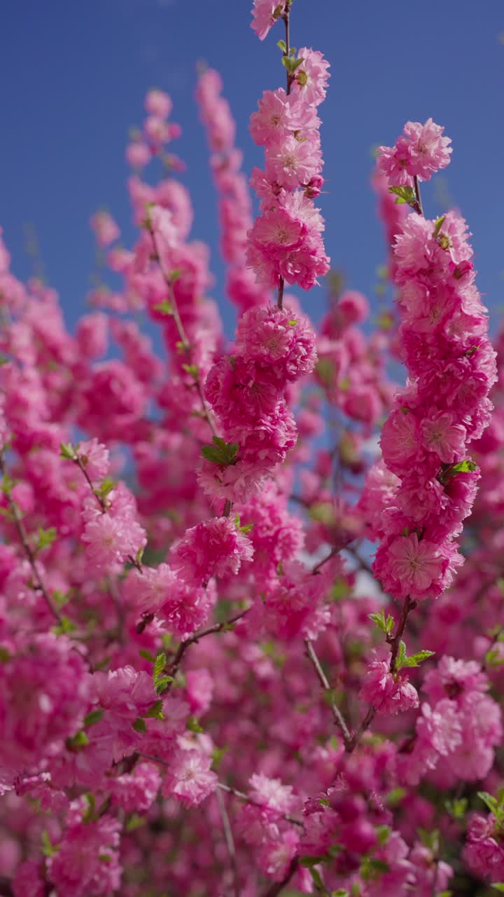 Pink blossoms fill the frame against a clear blue sky. Tiny petals cluster on slender branches, glowing softly. Green leaves peek through delicate blooms, adding subtle contrast