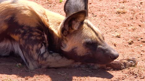 perros salvajes africanos raros y en peligro de extinción vagan por la sabana en namibia áfrica 6