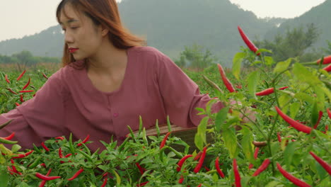 asiatic-female-young-farmer-picking-red-hot-chili-in-plantation-,-low-angle-close-up-portrait